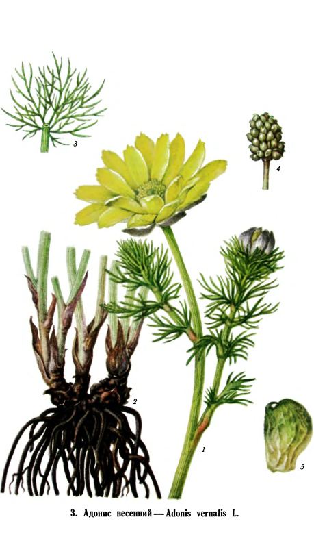 Адонис весенний ADONIS VERNALIS L. (горицвет,черногорка, стародубка) описание, применение в медицине, химический состав